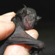 Illustration for article titled More Baby Bats